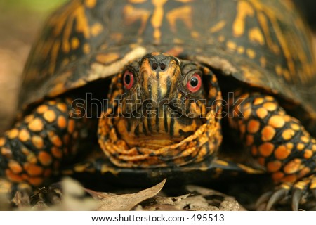 Close-up of a box turtle