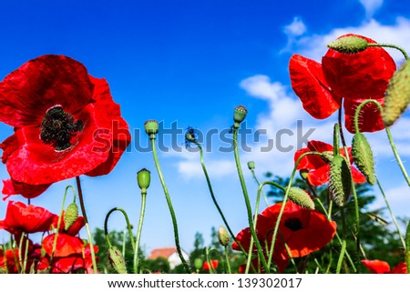 Red poppies on spring meadow and strongly polarized blue sky/poppies field in rays sun/spring