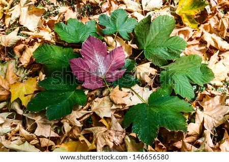 Autumnal favorite children game with colorful foliage, but the wind overturned one leave/shape with autumn foliage