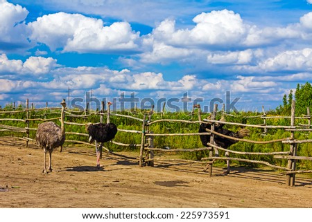 Three big and beautiful, ostriches birds running in pen, birds farming.
