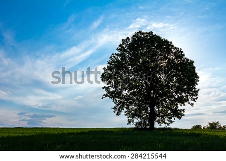 Old oak tree in a field of agricultural green crop under spring blue sky with back lit