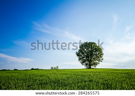 Old oak tree in a field of agricultural green crop under spring blue sky