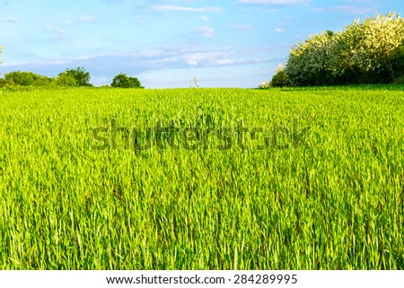Arable land in a hilly landscape at sunny morning with cloudy sky