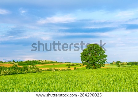 Old oak tree in a field of agricultural green crop under spring blue sky