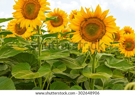 Sunflowers in bloom, pollen has fallen on the leaves. Sunflower field.
