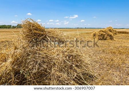 People in old times are collected mowed wheat to make a big pile of many small sheaves.