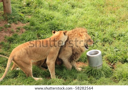 Young lions at the zoo