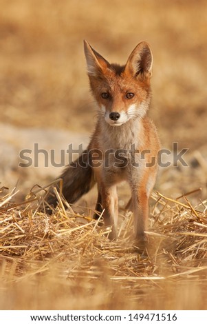 Young fox horizontal orientation yellow