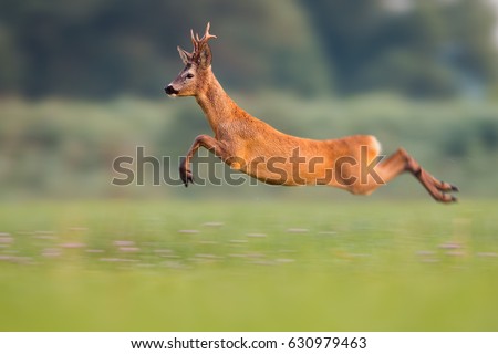 Sprinting roe deer (capreolus capreolus) buck in natural summer meadow with flowers. Dynamic action photo of wild animal running. Roebuck with big antlers jumping. Energetic vital male roe rushing.