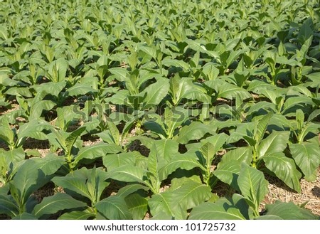 young tobacco plants growing in field, thailand