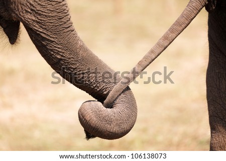 asian elephant couple embracing together