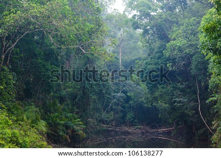 Beautiful Jungle Scenery