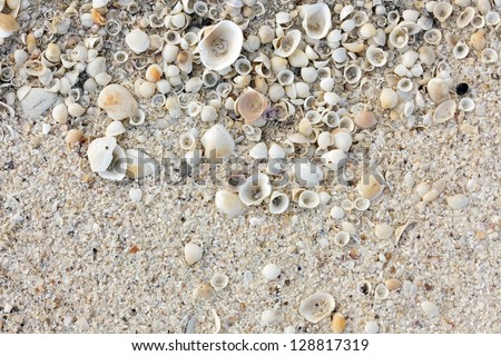 Tropical shell sand white background
