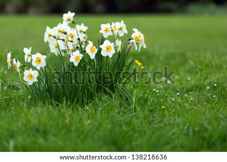 Daffodils bunch growing in fresh lawn, shallow depth of field