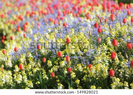 Spring flowerbed of tulips, forget-me-not and snapdragon