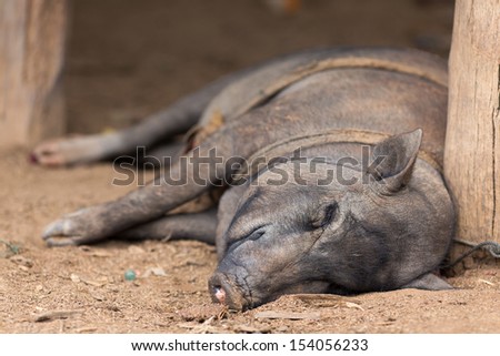Big pig sleeping in a Karen tribe farm, Thailand
