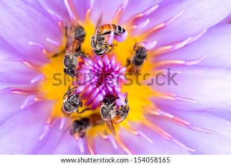 Tiny bees in circle gathering pollen in the heart of a vivid waterlily flower