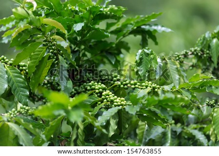 Coffee tree plantation with unripe seeds in Asia