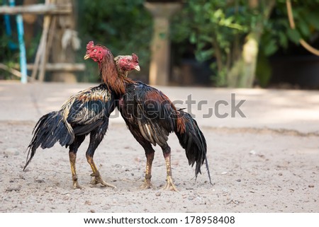 Two cocks or roosters fitted with metal gaffs on their legs fighting in a cockpit, a popular spectator blood sport