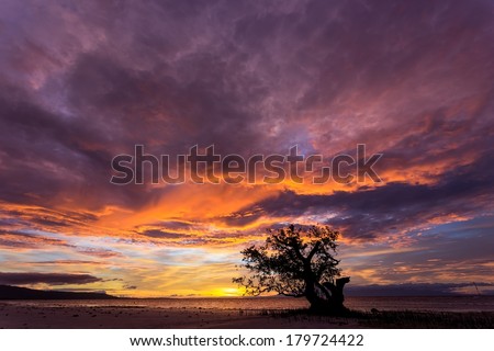 Spectacular stormy sunset in the Philippines on the island of Siquijor with a lone mangrove tree silhouetted against the fiery orange sky