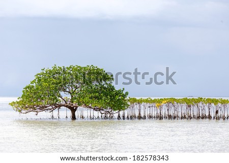 Beautiful mangrove tree growing on the seashore standing submerged in the sea water with its lush green canopy of spreading branches and leaves under a cloudy blue sky