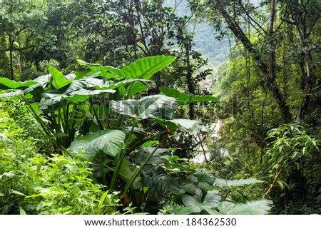 Giant taro plant in lush jungle, Batad, Philippines