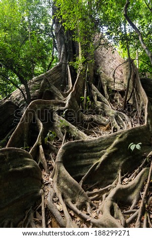 Large fig tree trunk and roots in tropical rainforest, Khao Sok national park, Thailand