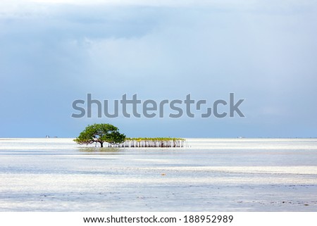 Beautiful mangrove tree growing on the sea standing submerged in the water, Philippines