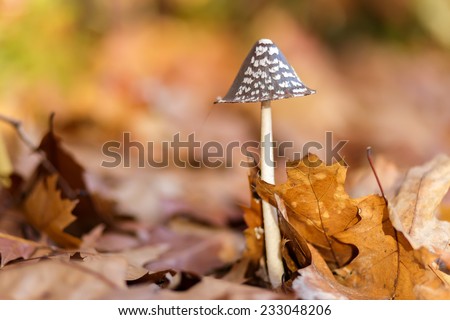 Coprinus comatus mushroom growing on the forest ground at fall season