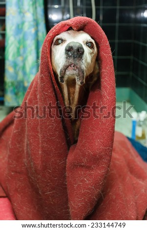 Funny dog covered with a dirty blanket and looking very silly and proud