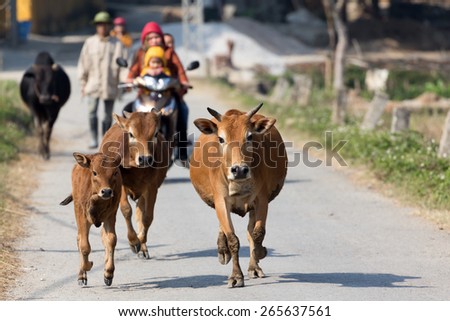 Brown cows running in countryside street with motorbike behind, Mai chau, Vietnam