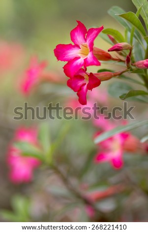Desert rose flower in a tropical garden, shallow depth of field