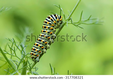 Caterpillar of the Papilio Machaon swallowtail butterfly on a fennel stem