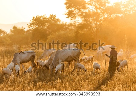 BAGAN, MYANMAR, JANUARY 24, 2015 : A shepherdess is walking in a dry field with cows and goats under the dusk sunlight in Bagan, Myanmar (Burma)