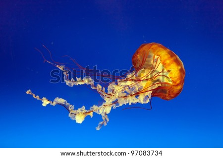 bell jellyfish