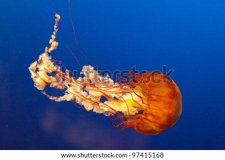 orange bell jellyfish in Osaka aquarium, Japan