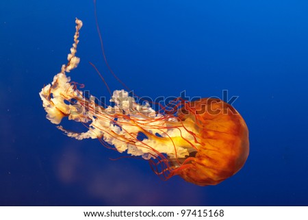 bell jellyfish