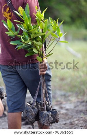 man carrying young mangrove tree for reforestation, Satun, Thailand