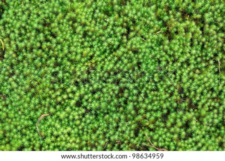 japanese zen garden moss background