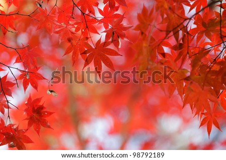 japanese red maple tree background during fall season, Kyoto, Japan