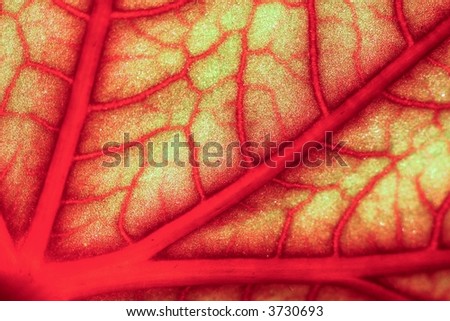 closeup of a vapourus and blood-red geranium leaf throught the sunlight