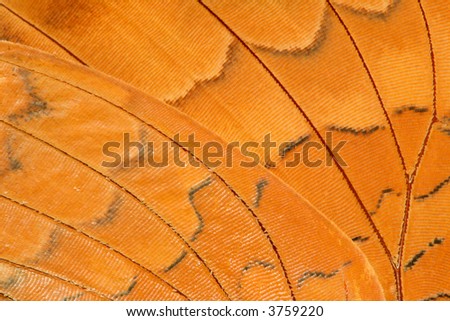 very close view of an alive tropical butterfly wing, Lan-sang national park, Thailand