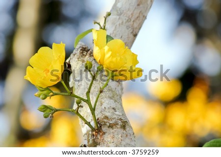 yellow tropical flowers on a tree, Taman Negara national park, Malaysia