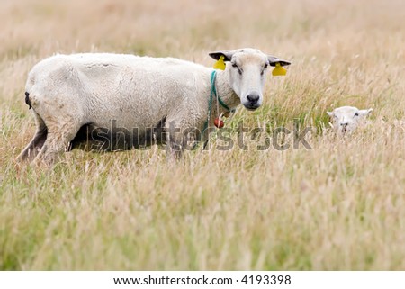 mrs sheep and her little lamb in a wild meadow, ouessant island, brittany, france