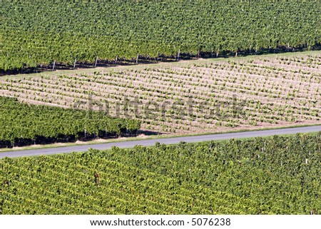 modern vineyard near Bordeaux, france