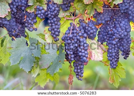 many blue grapes on vines, Bordeaux, france
