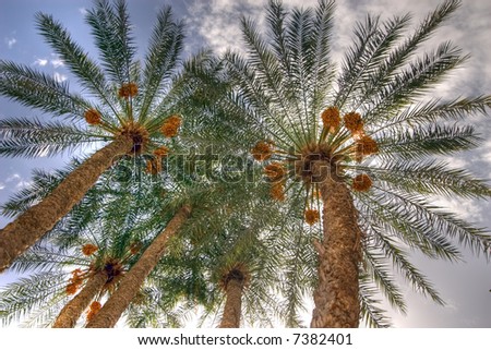 wide angle view palm date trees in marrakesh, morroco