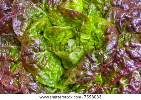 closeup on fresh and wet red lettuce heart
