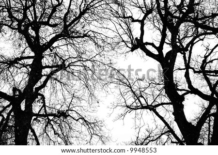 stock photo : black and white big oak tree silhouette in winter