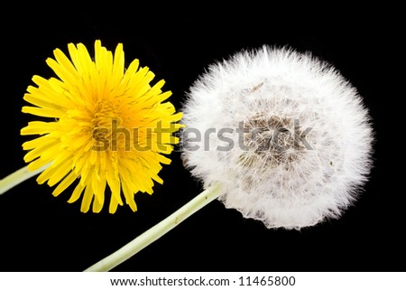 dandelion flower and seeds isolated on black background